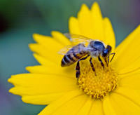 Harvest honey with care to help save bees